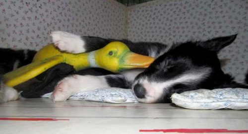 vendita cuccioli Border collie Piemonte